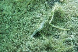 Milchweiße Planarie (Dendrocoelum lacteum)